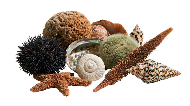 Collection of diverse sea shells sea urchin, starfish and natural sea sponge