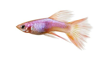Iridescent purple and orange guppy fish with flowing tail fins © Lyra