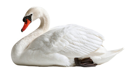 Elegant white mute swan resting with folded wings and orange beak © Lyra