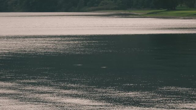 A Quiet Cove with a Lakeside Park Lawn in the Background
