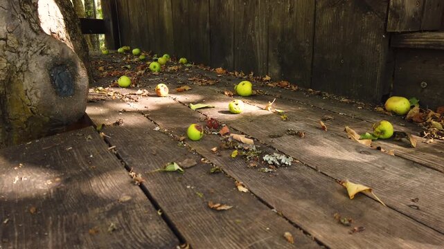 Still video of fallen green apples on wooden terrace floor backyard 