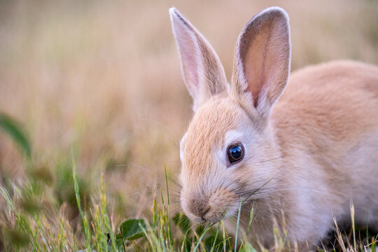 Rabbit with tall ears in golden grass at Jericho Beach, Vancouver, British Columbia, Canada