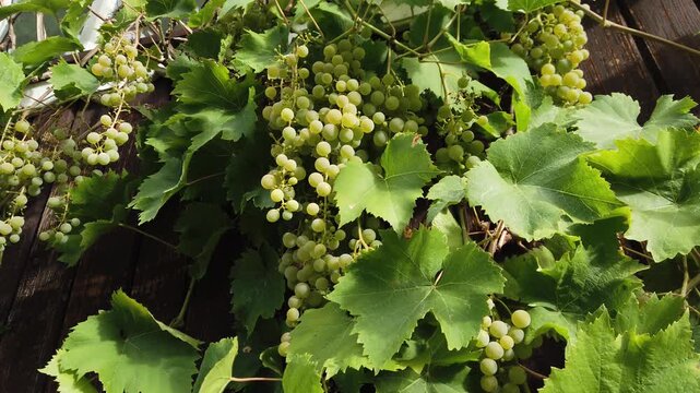 Still video of grapes bunch with green leaves in backyard vineyard