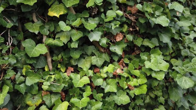Still video of ivy leaves green wall background texture 
