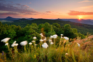 Fiery sunset sunburst over forest canopy and blooming white yarrow flowers © SebVoj