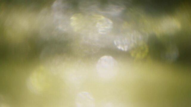森の木漏れ日と日差し緑の背景　クリスタルのきれいなキラキラ光り輝く大小の明るいボケの回転の背景　自然・レンズボケ・効果・太陽・宝石・ウエディング・パーティーのイメージ