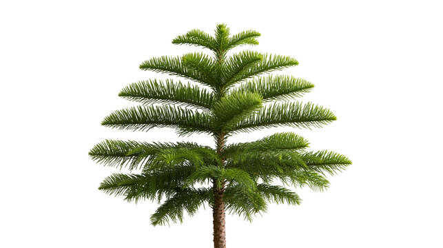 Young Norfolk Island pine tree with vibrant green needle foliage