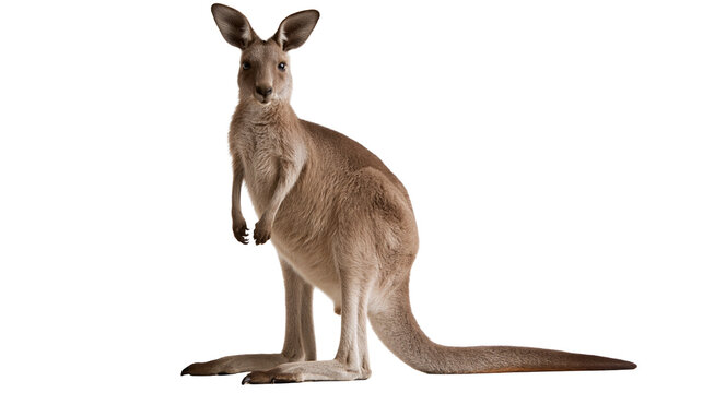Full body portrait of a standing brown kangaroo looking forward