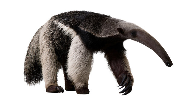 Giant anteater with long snout and sharp claws walking