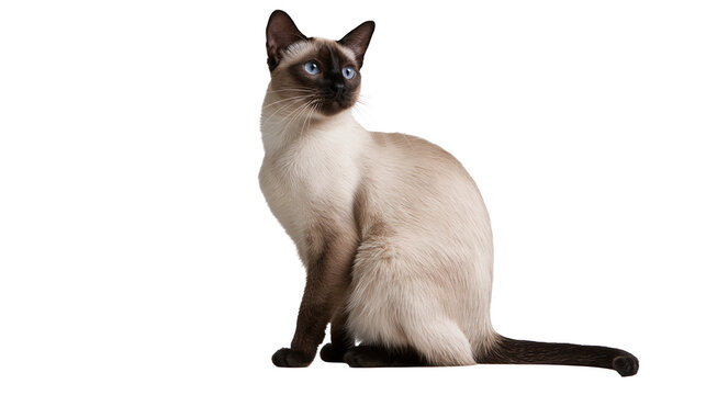 Siamese cat with blue eyes and dark brown points sitting in profile