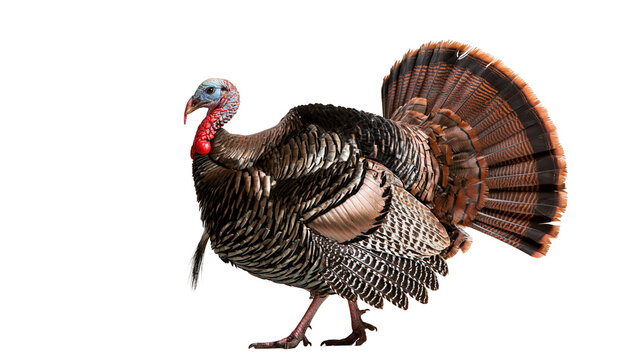 Adult male wild turkey with fanned tail feathers and red wattle