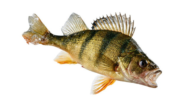 European perch fish with striped green and gold scales and spiny dorsal fin