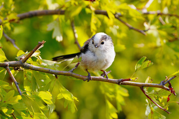 Frontal view of a tiny Long-tailed Tit balanced on a horizontal twig © SebVoj