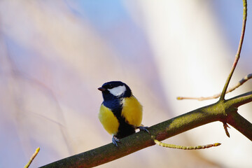Vibrant Great Tit perched on a sunlit branch against a soft bokeh background © SebVoj