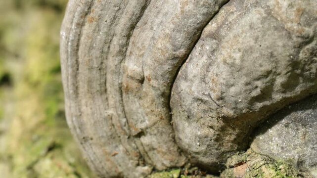 Macro Slow Motion of Wood Decay Fungus Fruiting Body on Fallen Tree Log