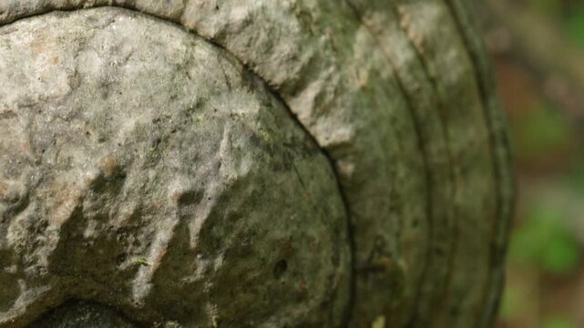 Macro Slow Motion of Wood Decay Fungus Fruiting Body on Fallen Tree Log