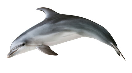 Bottlenose dolphin swimming with sleek grey skin and curved dorsal fin © Alaric