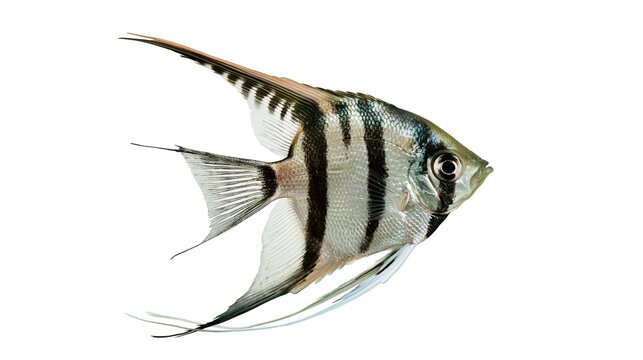 Silver angelfish with black vertical stripes and long flowing fins