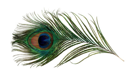 Iridescent peacock feather with vibrant blue and green eye pattern © Alaric