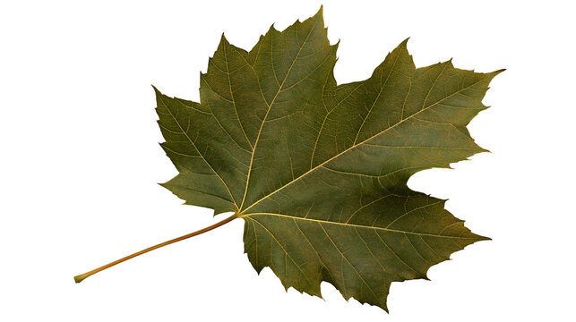 Single dark green maple leaf with prominent veins and pointed lobes