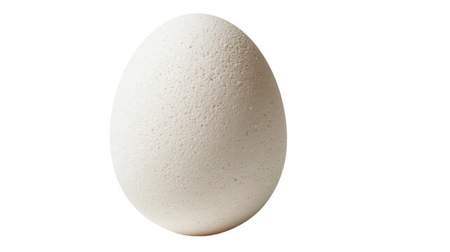 Single fresh white chicken egg with smooth porous shell texture