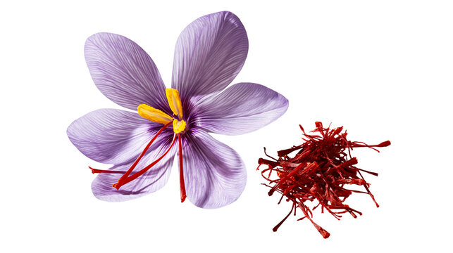 Purple saffron crocus flower with red stigmas and dried spice threads