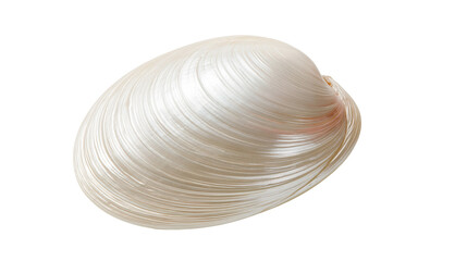 Shiny white clam shell with smooth pearlescent texture and curved ridges © Alaric