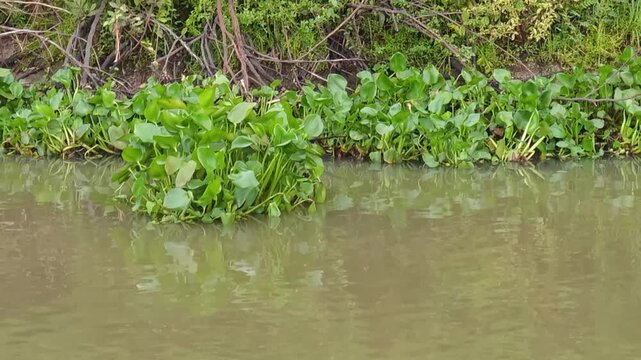 Water hyacinth in rural canals.