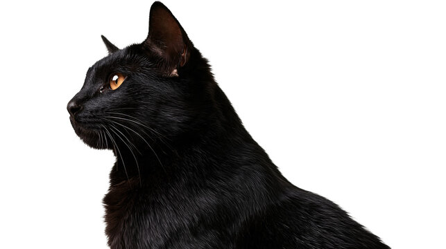 Profile view of a sleek black cat with bright amber eyes and detailed whiskers