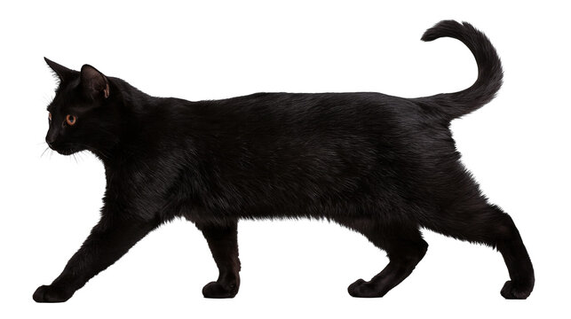 Sleek black cat walking with tail curled up