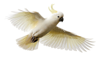 Sulphur-crested cockatoo flying with wings spread wide © Motruc