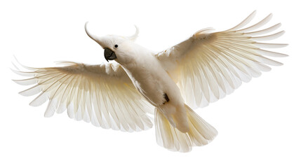 White umbrella cockatoo with crest raised in flight with wings fully spread © Motruc