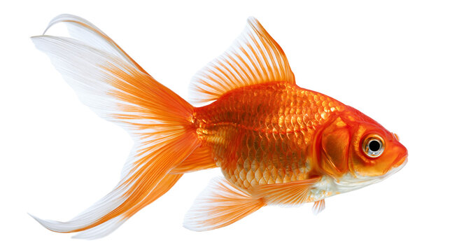 Bright orange goldfish with long flowing translucent fins and shimmering scales