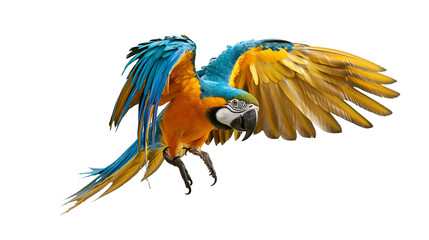 Blue and yellow macaw parrot in flight with spread wings © Motruc