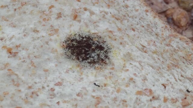 Whole wheat bread  covered with mold. Stale bread covered with mold