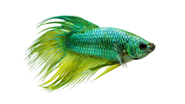 Vibrant green and yellow betta fish with long flowing fins