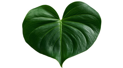 Heart shaped dark green tropical philodendron leaf with prominent veins © Motruc
