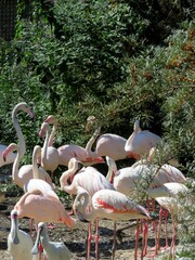 Flamant rose © CB94