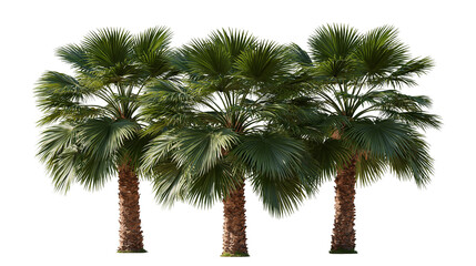 Three lush green fan palm trees with textured brown trunks © dominica