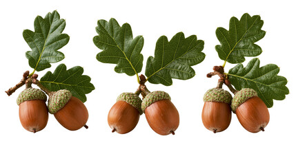 Three clusters of ripe brown acorns with green oak leaves on woody stems © dominica