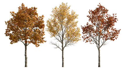Three deciduous trees with vibrant orange yellow and red autumn foliage © dominica