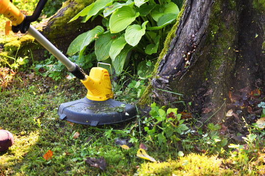Trimming grass around a tree trunk with a string trimmer