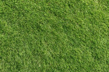 Obraz premium The Green Lawn Dense Grass Texture Captured From a Top View