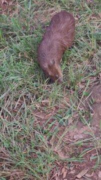 Capybara chews grass and twitches its ears comically in an overhead perspective. Funny animal content for social media, wildlife.