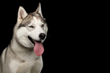 Happy siberian husky dog closeup portrait, looking away at empty space on right with cheerful face, pink tongue out, isolated on black background, fluffy gray and white fur, studio shot © seregraff