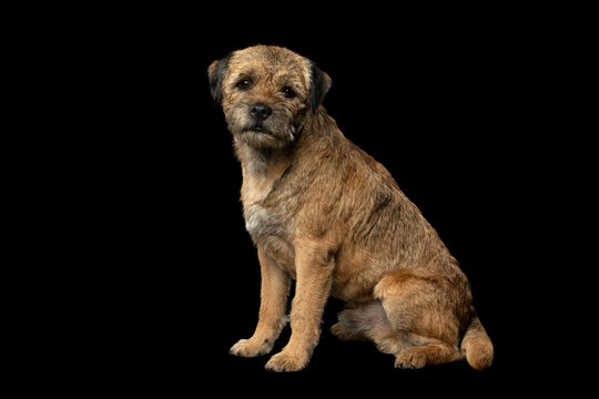 Serious border terrier dog sitting obediently and looking at camera, closed mouth, isolated on black background, patient focused gaze, wiry tan coat, full length calm studio portrait