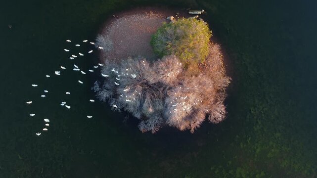 White cattle egrets (Bubulcus ibis) flying to roost in trees on an island, South Africa