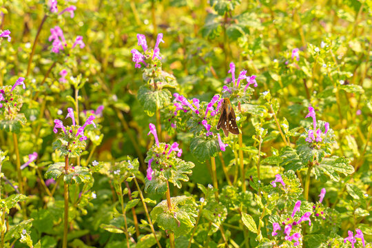 Large branded swift butterfly feeding on henbit flowers in spring sunlight