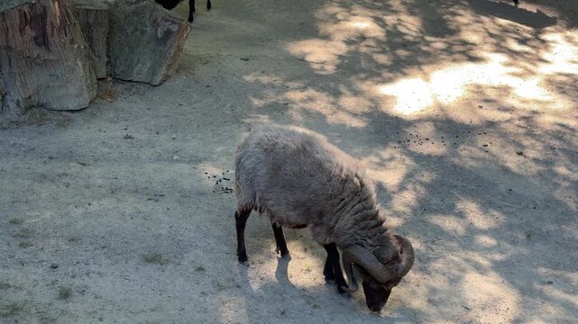 Big horned ram eating on sandy terrain while another sheep walks into the frame in the background