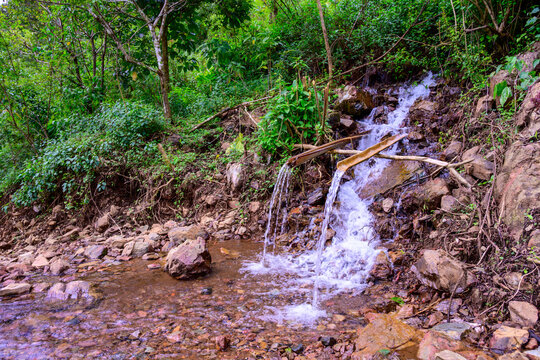 Forest stream in the rainforests